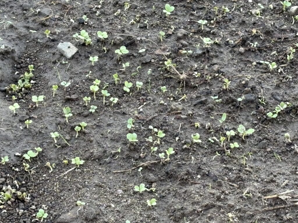 芽が出てきました
