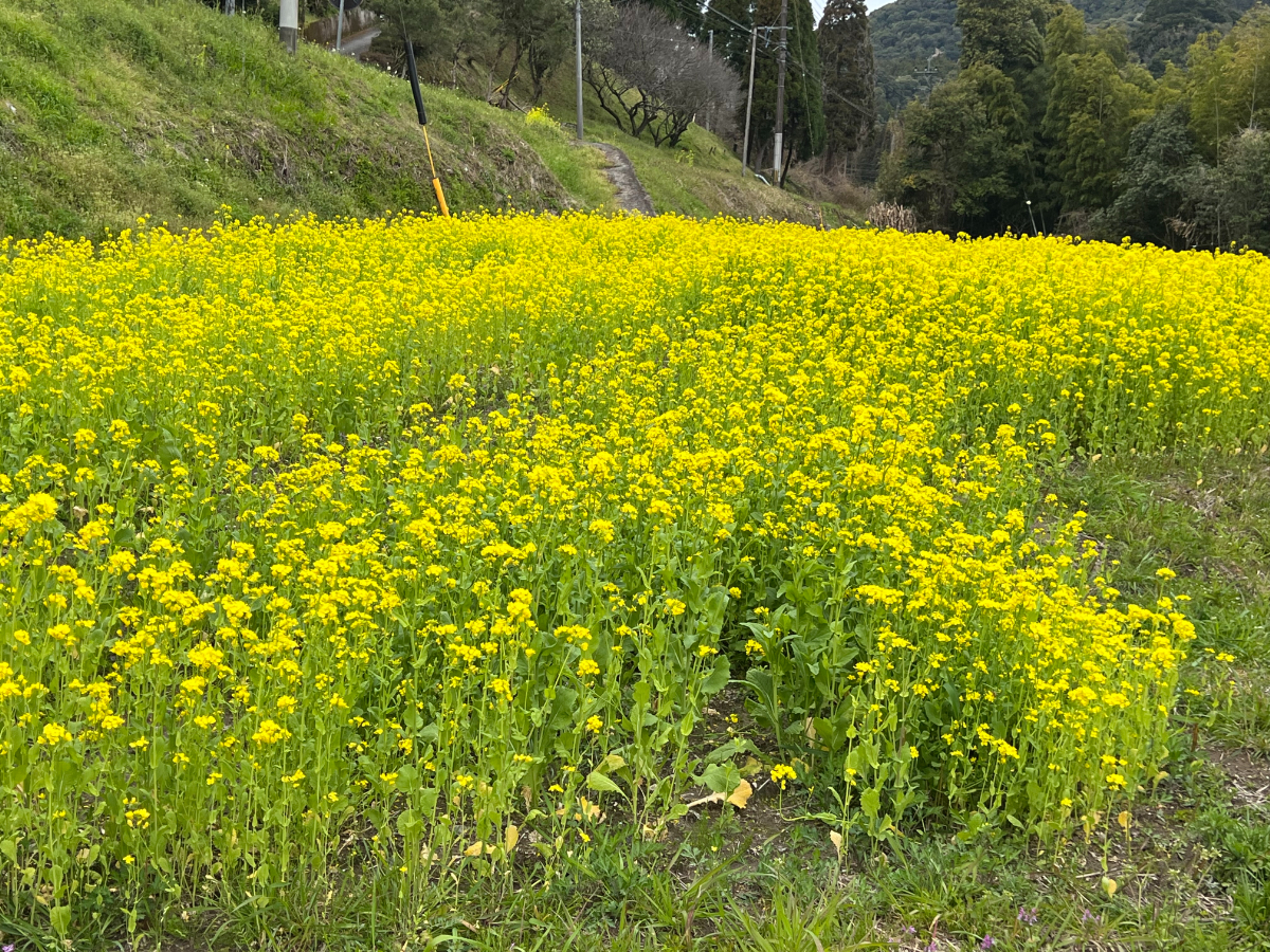 菜の花満開